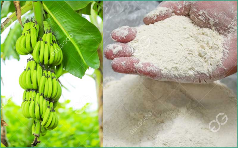 Projet De Transformation De Banane Plantain En Farine