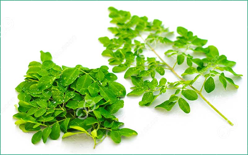 Comment Sécher Les Feuilles De Moringa