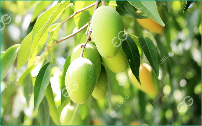 Mangue