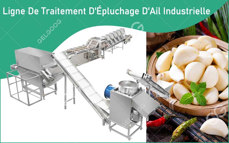 Ligne De Traitement D'Épluchage D'Ail Automatique
