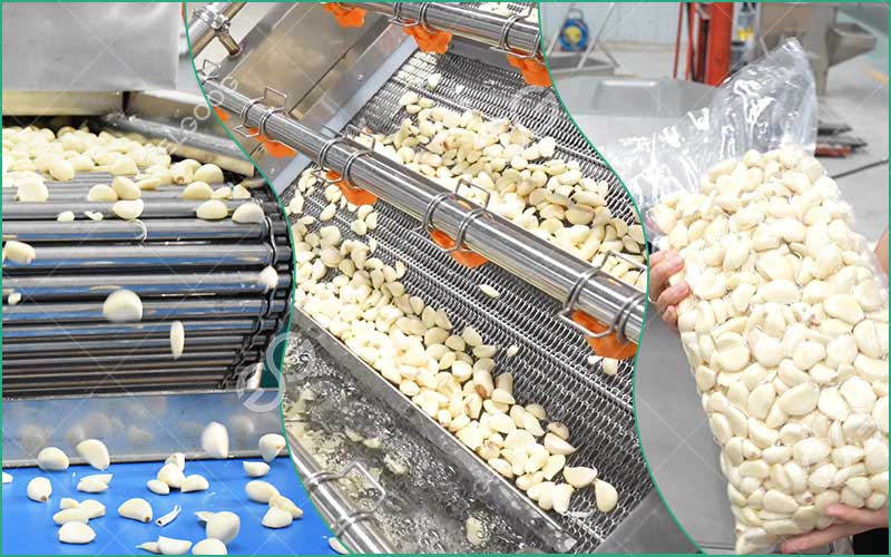 Caractéristiques De La Ligne De Traitement D'Épluchage D'Ail Automatique