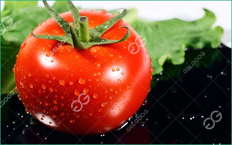Industrie De La Transformation De La Tomate