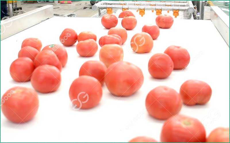 La Collecte Et Le Lavage Des Tomates