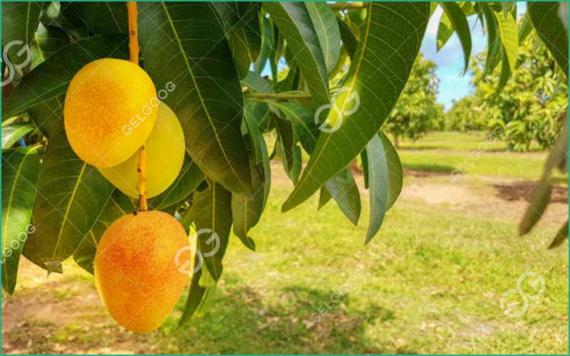 Sélection De Mangues De Haute Qualité