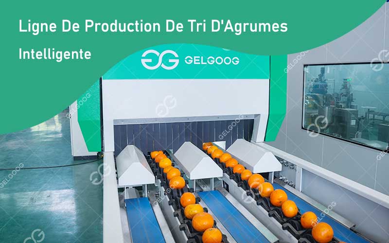 Caractéristiques De Ligne De Production De Tri D'Agrumes Intelligente