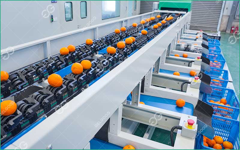 Ligne De Production De Tri D'Agrumes