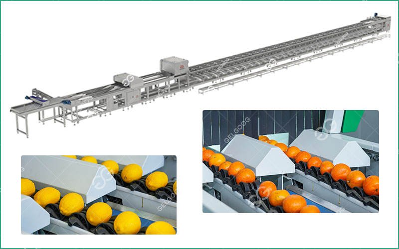 Ligne De Tri Intelligent Pour Agrumes